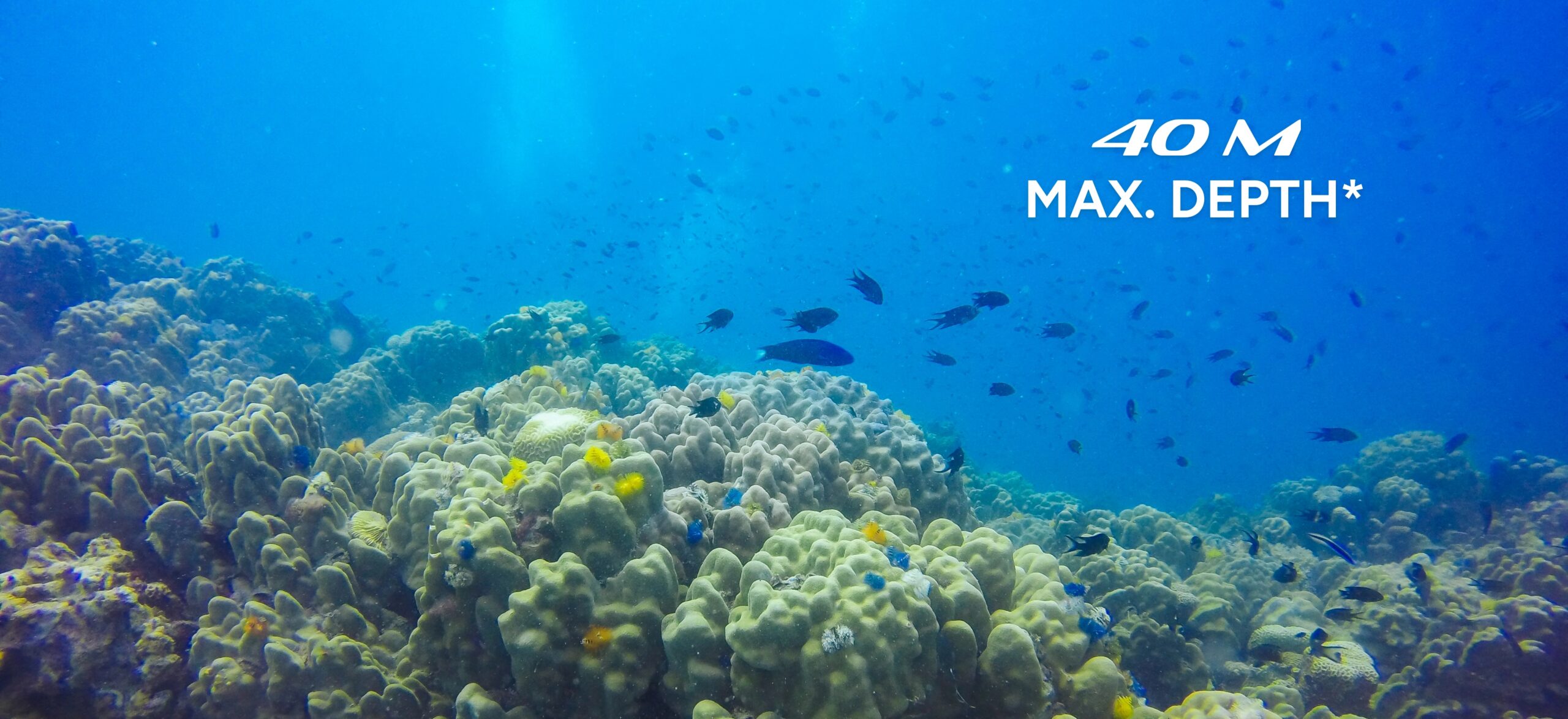 Zanzibar Deep Fish Korallentauchen coral reef SEA NEXT Sea Scooter Underwater Adventure Zanzibar coral reef